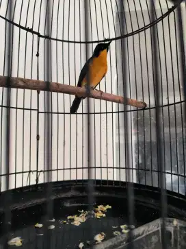 burung tledekan jual cepat