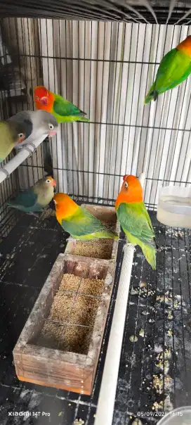Love bird warna hrg cek di dftr