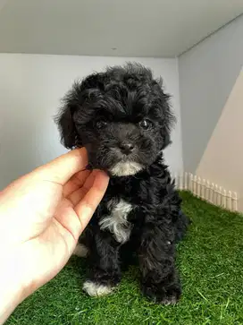 Phantom Silver Toy Poodle Betina