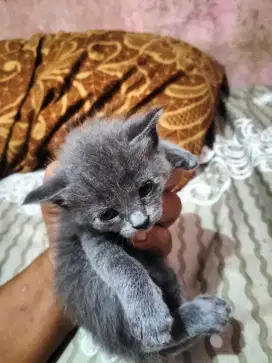 BSH betina mix persia usia 1 bulan ada 2 ekor satuan juga boleh