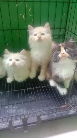Kucinh persia kitten