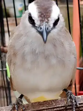 Burung kerocokan dua ekor fullset