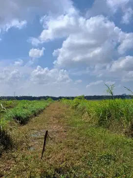 Tanah Sawah Murah