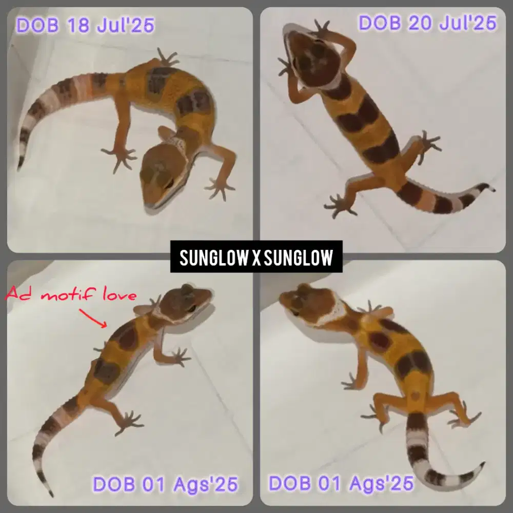 Gecko Sunglow x Sunglow (bisa pilih)