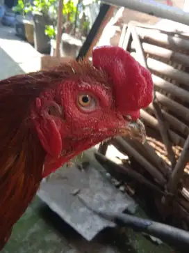Ayam Bangkok Mangon x plaker lancuran 11 bln