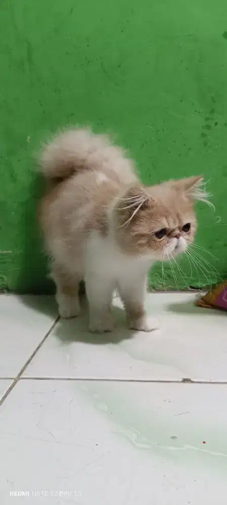 kucing peaknose Longhair anakan JANTAN