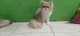 Kitten/Anakan Kucing Peaknose Longhair JANTAN