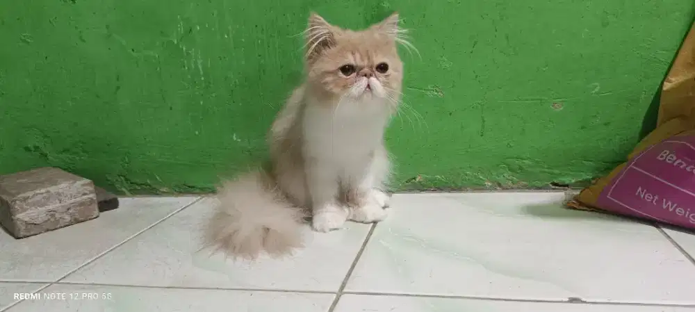 Anakan Kucing Peaknose Longhair Jantan warna putih cream