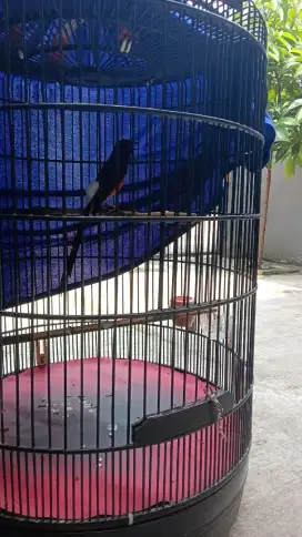 Murai Medan spek gacor fulset sangkar no 2