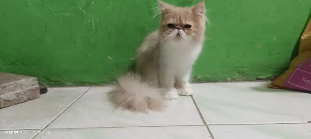 Anakan Kucing Peaknose Longhair JANTAN Warna Putih Cream