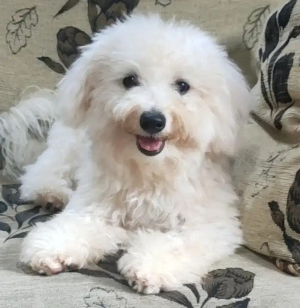 DIJUAL MURAH BICHON FRISE BETINA STAMBUM VAKSIN KUALITAS BAGUS