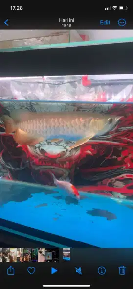 Ikan awarna 40cm
