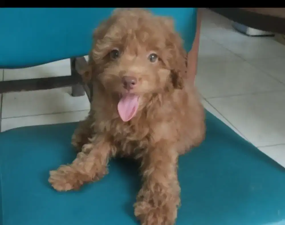 DI JUAL MURAH RED TOY POODLE JANTAN STAMBUM VAKSIN KUALITAS BAGUS