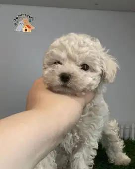 Light Fawn Toy Poodle Jantan
