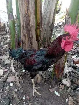 Ayam pelung jago muda belajar berkokok