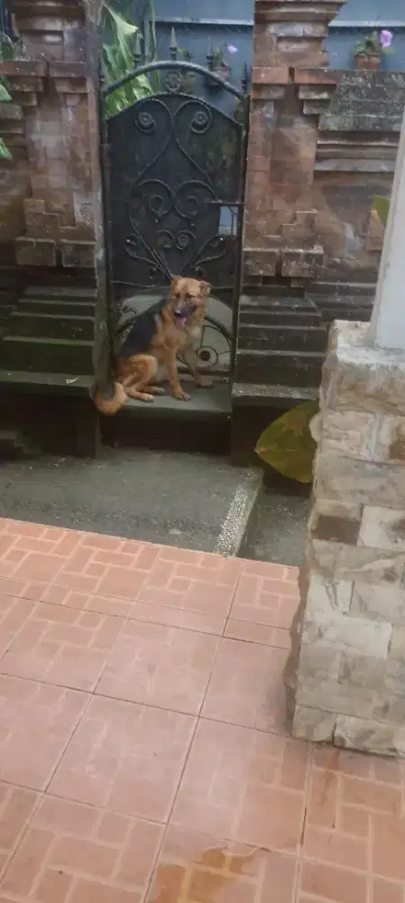 Herder German Shepherd