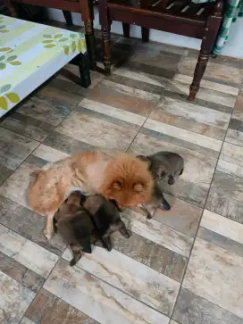 Open adop anakan minipom