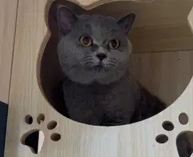Kucing bsh british shorthair british short hair ped