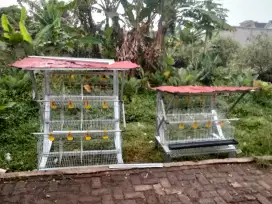 Kandang ayam petelur fullset