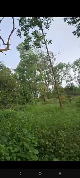 Tanah Luas 14ha, Desa Cirangkong, Cijambe, Subang