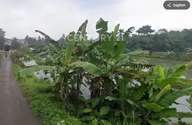 Tanah Luas Lokasi Parung, Padurenan, Gunung Sindur, Bogor