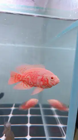 Jual ikan predator
