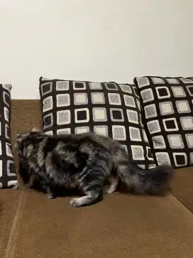 kucing non pure mainecoon