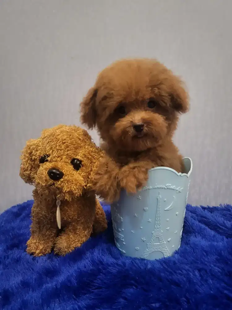 Top Quality TINY POODLE TEDDY BEAR