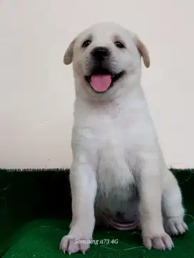 Anakan anjing ras mix