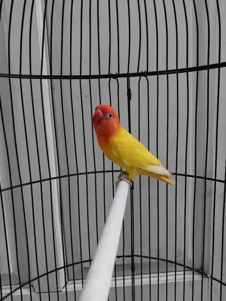 Lovebird jantan lutino MH burja
