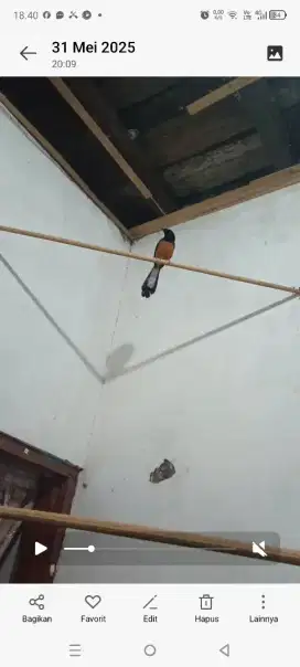 Murai batu jodohan