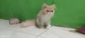 Anakan Kucing Peaknose Longhair JANTAN