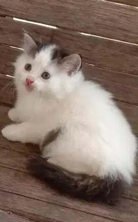 Kitten Persia bulu kapas longhair