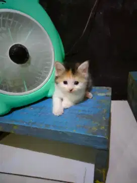 Persia medium kitten A7