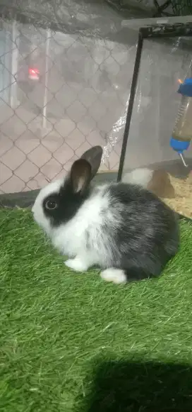 Jual kelinci, marmut dan hamster