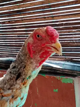 Ayam Shamo Eropa