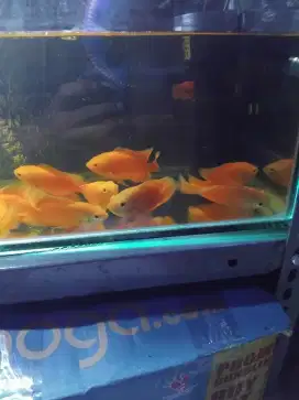 Ikan predator oscar chili
