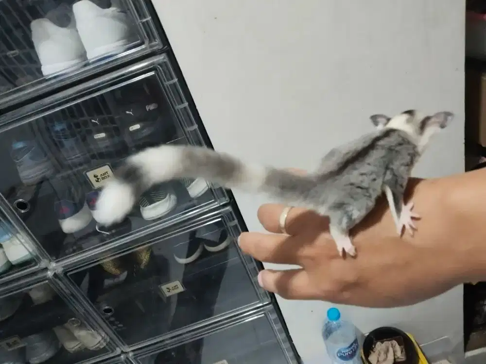 Sugar glider joy mosaic het cream