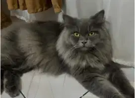 Pacak kucing Persia