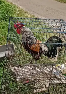 Ayam ketawa gacor