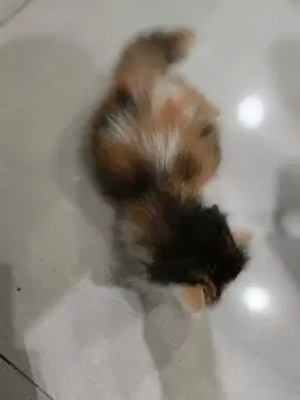 Flat Nose Persian Long Hair