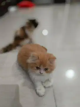 Persian Long Hair Jantan