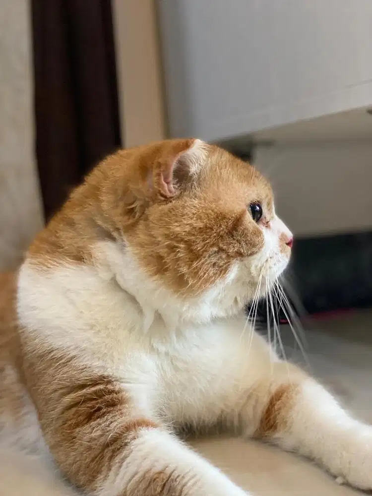 Jasa pancak/kawinkan kucing