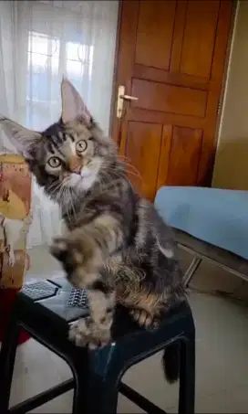 Mainecoon maine coon kitten polydactyl jantan bisa ped