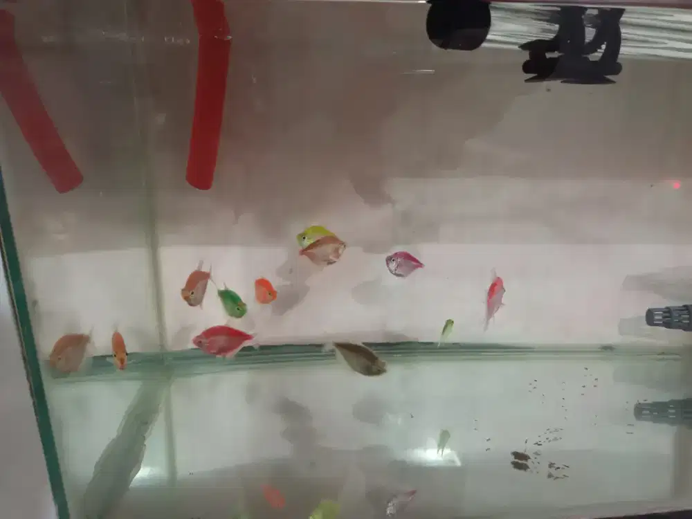 Ikan Glow Fish warna warni