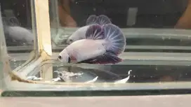 Plakat Purple Rim