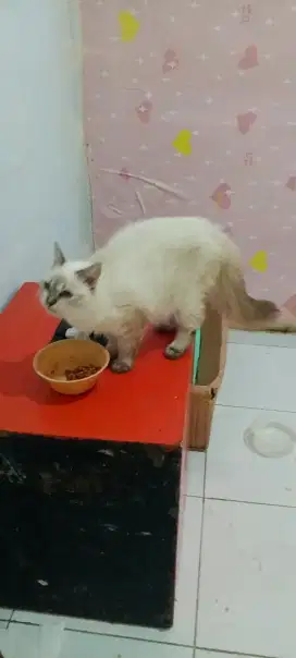 Himalaya mata biru proven loo