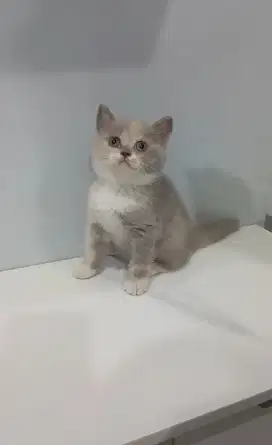 BRITISH SHORTHAIR / BSH Lilac calico