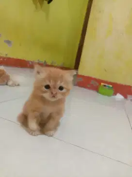 Adopsi kitten peaknose persia
