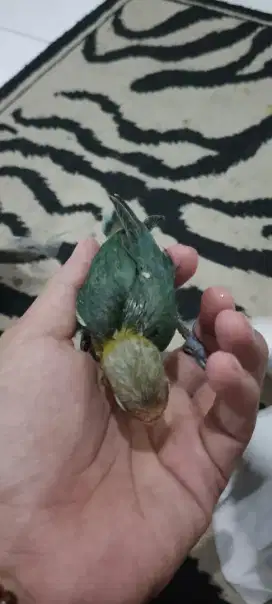 Burung lovebird lolohan / anakan